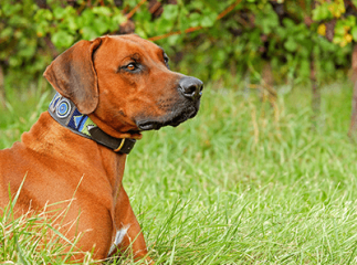 Collier pour chien